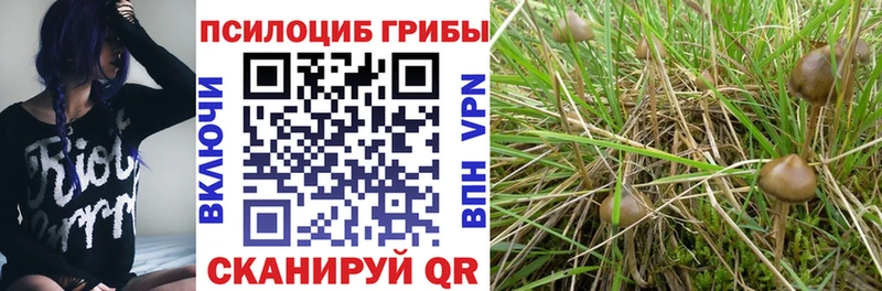 shop официальный сайт  Сасово  Псилоцибиновые грибы Psilocybe 